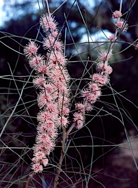 APII jpeg image of Hakea scoparia  © contact APII