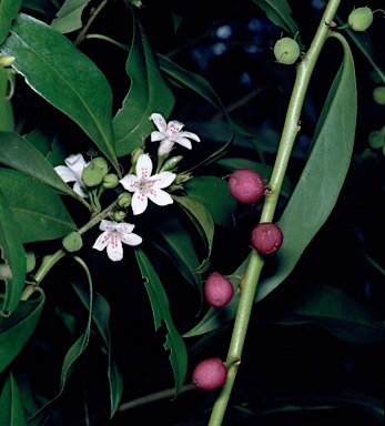 APII jpeg image of Myoporum obscurum  © contact APII