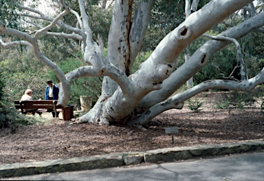 APII jpeg image of Eucalyptus mannifera  © contact APII