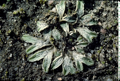 APII jpeg image of Riccia lamellosa  © contact APII