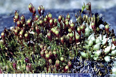 APII jpeg image of Gemmabryum pachytheca  © contact APII