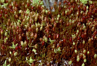 APII jpeg image of Gemmabryum pachytheca  © contact APII