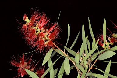 APII jpeg image of Callistemon viminalis 'Hen Camp Creek'  © contact APII