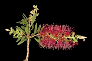 APII jpeg image of Callistemon megalongensis  © contact APII