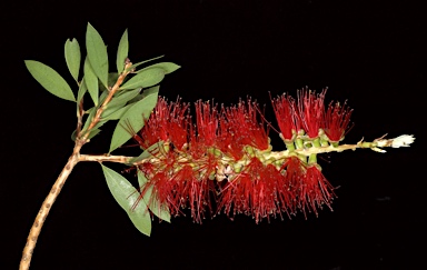 APII jpeg image of Callistemon citrinus  © contact APII