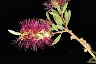 APII jpeg image of Callistemon 'Mt. Drummer'  © contact APII