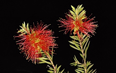 APII jpeg image of Callistemon 'Rainbow Falls'  © contact APII