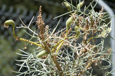 APII jpeg image of Hakea pulvinifera  © contact APII