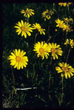 APII jpeg image of Senecio pectinatus  © contact APII