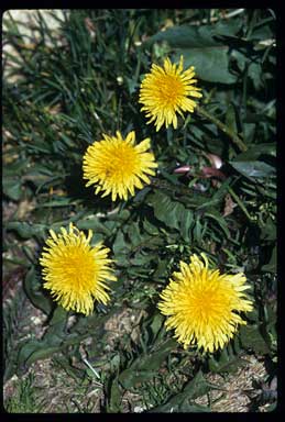 APII jpeg image of Taraxacum officinale sp. agg.  © contact APII