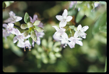 APII jpeg image of Mentha diemenica  © contact APII