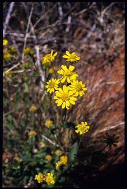 APII jpeg image of Senecio gregorii  © contact APII