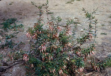 APII jpeg image of Styphelia triflora  © contact APII