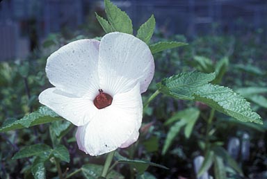 APII jpeg image of Hibiscus heterophyllus subsp. heterophyllus  © contact APII