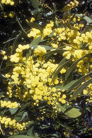 APII jpeg image of Acacia pycnantha  © contact APII