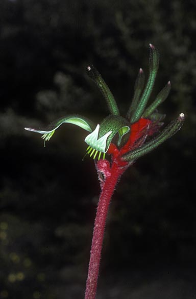 APII jpeg image of Anigozanthos manglesii  © contact APII