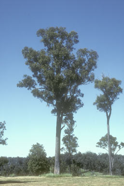 APII jpeg image of Eucalyptus marginata  © contact APII