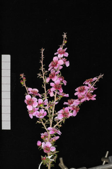 APII jpeg image of Leptospermum 'Alicia Rose'  © contact APII