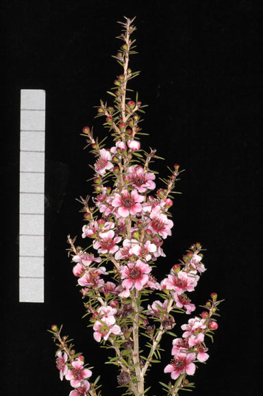 APII jpeg image of Leptospermum 'Naoko'  © contact APII