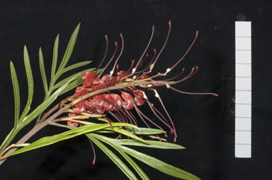 APII jpeg image of Grevillea 'Fire Sprite'  © contact APII