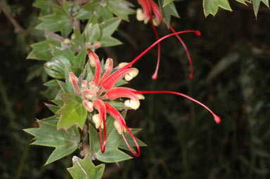 APII jpeg image of Grevillea tripartita subsp. macrostylis  © contact APII