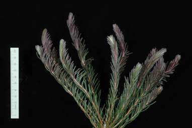 APII jpeg image of Calothamnus quadrifidus 'CalgreyGL'  © contact APII