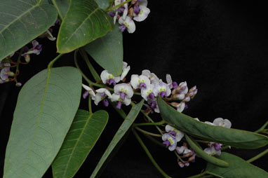 APII jpeg image of Hardenbergia 'Mystic Marvel'  © contact APII