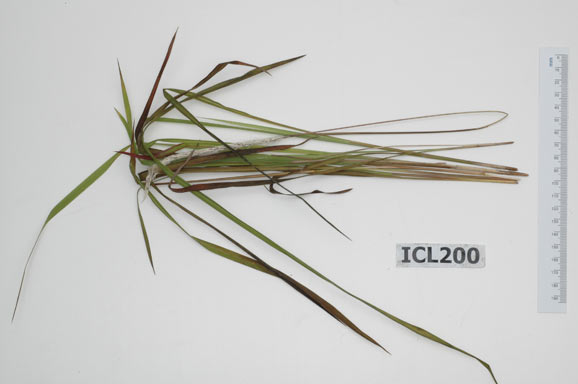 APII jpeg image of Imperata cylindrica  © contact APII