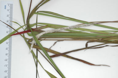 APII jpeg image of Imperata cylindrica  © contact APII