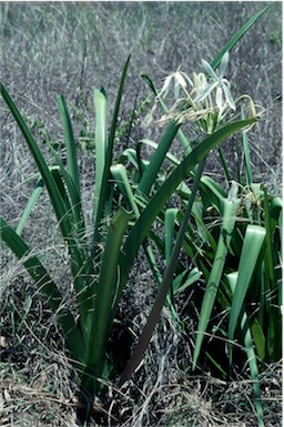 APII jpeg image of Crinum angustifolium  © contact APII