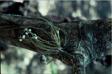 APII jpeg image of Sarcochilus minutiflos  © contact APII