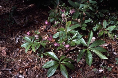 APII jpeg image of Helleborus orientalis  © contact APII