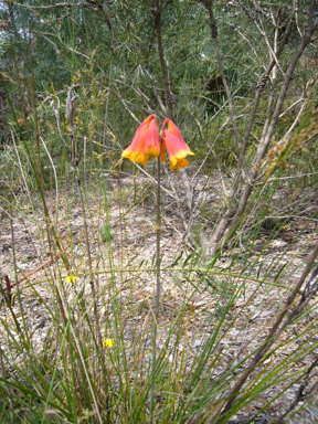 APII jpeg image of Blandfordia grandiflora 'y'  © contact APII