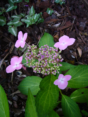 APII jpeg image of Hydrangea 'y'  © contact APII