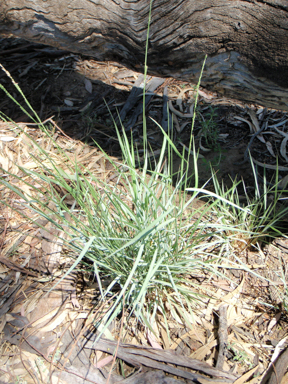 APII jpeg image of Cyperus gymnocaulos  © contact APII