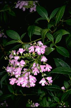 APII jpeg image of Prostanthera lasianthos  © contact APII