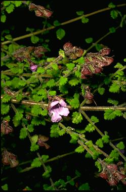 APII jpeg image of Prostanthera violacea  © contact APII