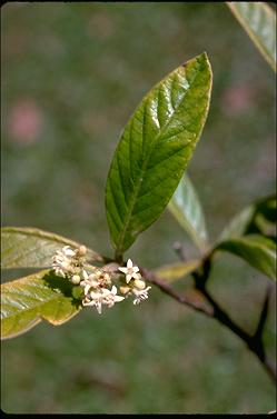 APII jpeg image of Psychotria daphnoides  © contact APII