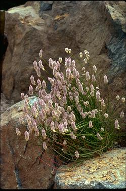 APII jpeg image of Ptilotus drummondii var. drummondii  © contact APII