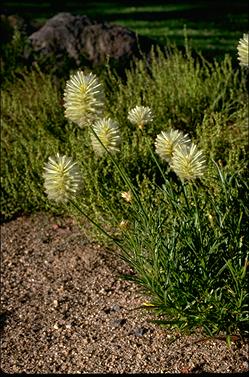 APII jpeg image of Ptilotus macrocephalus  © contact APII