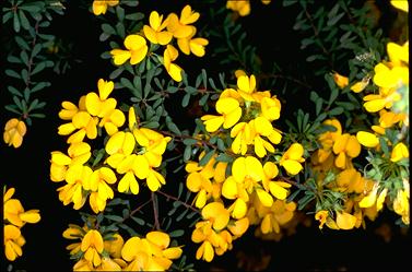 APII jpeg image of Pultenaea altissima  © contact APII