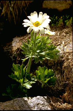 APII jpeg image of Ranunculus anemoneus  © contact APII