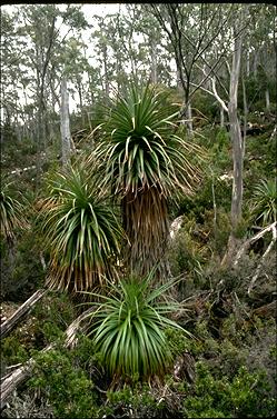 APII jpeg image of Richea pandanifolia  © contact APII