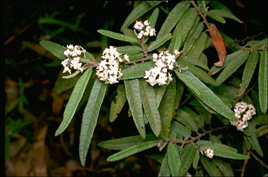 APII jpeg image of Rulingia salviifolia  © contact APII