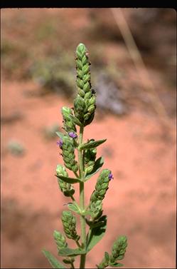 APII jpeg image of Stemodia lythrifolia  © contact APII