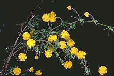 APII jpeg image of Acacia anarthros  © contact APII