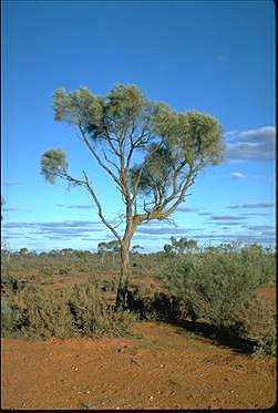 APII jpeg image of Acacia burkittii  © contact APII