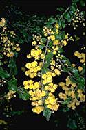 Acacia costiniana - click for larger image