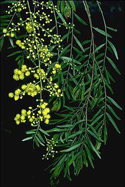 APII jpeg image of Acacia fimbriata  © contact APII