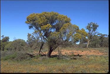 APII jpeg image of Acacia papyrocarpa  © contact APII